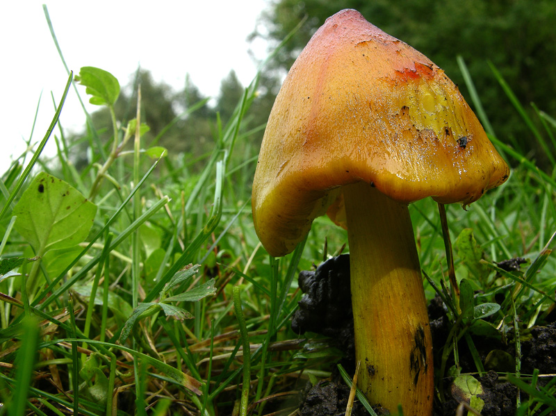 Funghi in primopiano...